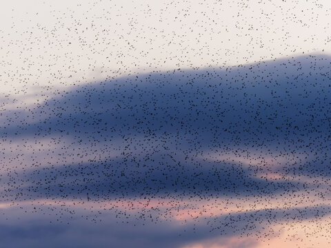 A Murmuration Of Starlings (Sturnus Vulgaris) At Dusk At St Aidans Nature Reserve