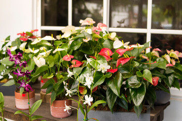 Fototapeta na wymiar Flores coloridas y variadas frente a ventana