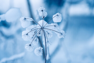 Schneebedeckte Pflanze