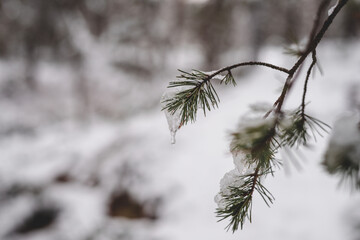 snow covered branches of a pine tree