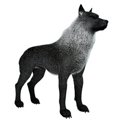 3D Rendering Black Wolf on White