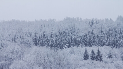 Bright winter landscape with snow covered trees