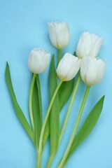 White tulips bouquet on a light blue background. White spring flowers. Floral greeting card blank. Floral delicate spring background..copy space. International Women's Day, Mother's Day.