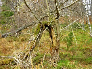 Połonina Bieszczady