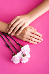 Obraz na płótnie Canvas top view of female hands with glossy manicure near carnation flowers on pink background