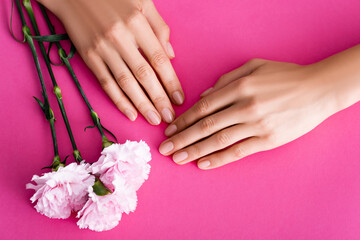 Obraz na płótnie Canvas top view of female hands with pastel manicure near carnation flowers on pink background