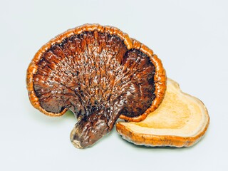 Lingzhi mushroom 