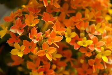 オレンジ色の小さな花　カランコエ