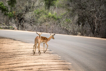 Two female impalas crossing a road in Kruger National Park, South Africa
