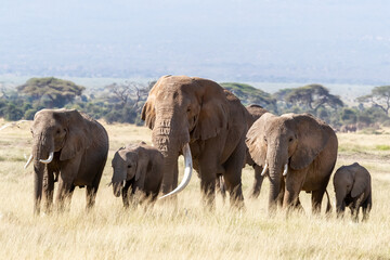 Fototapeta premium Bull elephant with a herd of females and babies in Amboseli, Kenya