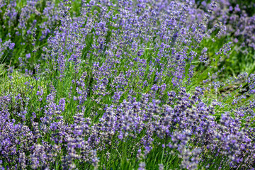 Obraz premium Nice lavander violet flowers on field at sunny summer day macro photography