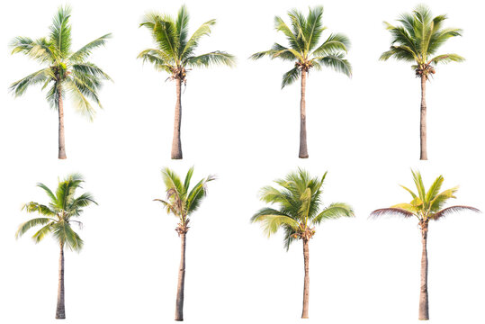 Palm Trees Against White Background