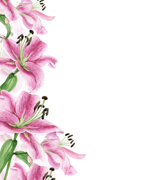 border ornament of delicate pink flowers of lilies watercolor illustration on a white background. hand painted for wedding invitations, decor and design