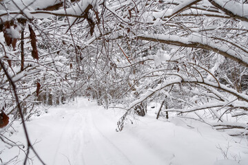 Winter frosty day in a beautiful snowy forest. The road in the snowy forest.