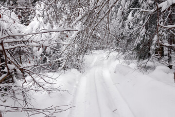 Winter frosty day in a beautiful snowy forest. The road in the snowy forest.