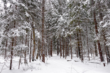 Fototapeta premium Winter frosty day in a beautiful snowy forest. The road in the snowy forest.