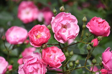 Pink roses 