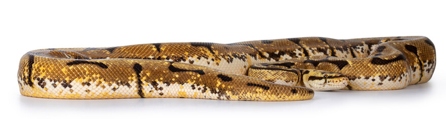Adult Bumblebee / Pastel Spider Ballpython aka Python regius snake. Isolated on white background.