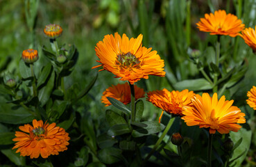 orange flowers in the garden
