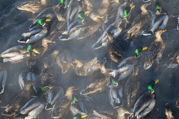 ducks swim on the lake in winter, a flock of ducks is preparing to fly to warm countries, wild ducks winter on a warm pond, many birds on the pond