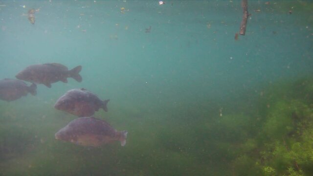 Common carp or European carp Cyprinus carpio freshwater fishes swimming in eutrophic waters of the lake. Wildlife underwater footage while driving.