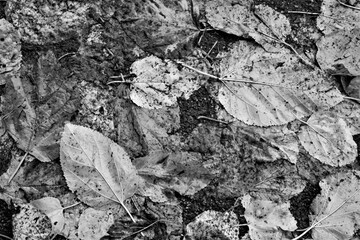evocative black and white texture image of fallen leaves on dark asphalt
