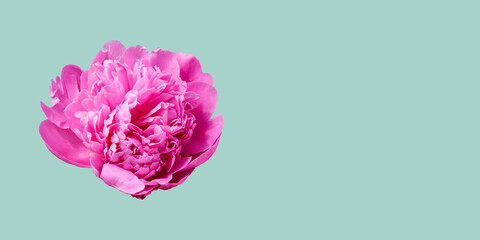 Pink peony isolated on a light blue background. Rosy peony head flower. Floral pattern.