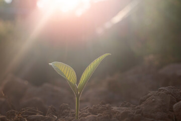 Growing plant and fertilizer.Young plant in the morning light on ground background, New life concept.Small plants on the ground in spring.fresh,seed,Photo fresh and Agriculture concept idea.