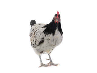  lakenfeld chicken stands isolated on white background