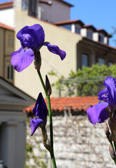 natura
