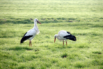 Obraz na płótnie Canvas Pair of storks searching for food in the meadows