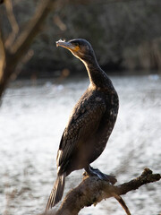 Cormorant