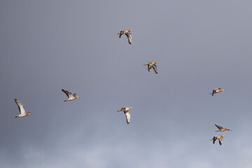 Eurasian Stone Curlews flying above the Gato de Gaba south Spain.