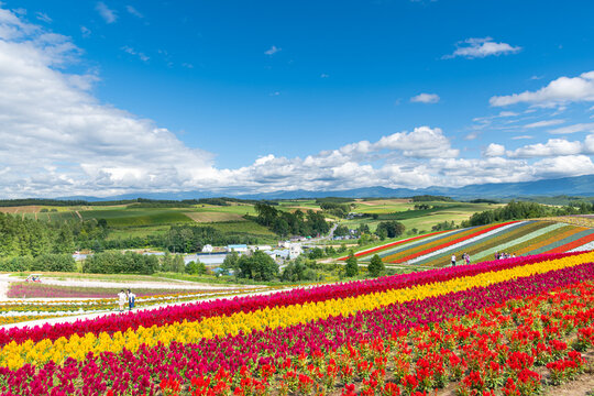 四季彩の丘と青空  北海道美瑛町の観光イメージ