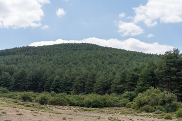 pine forest in Sierra Nevada in southern Spain