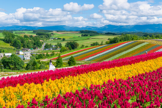 美瑛町の壮大な花畑  北海道美瑛町の観光イメージ