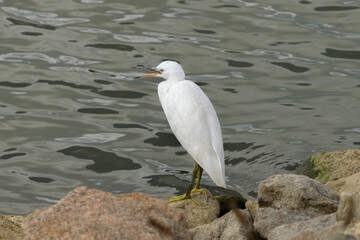 Egret white standing on rocks near water with beak open space around for type to go in