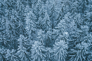 Blue background texture of a frozen forest at winter, top earial view