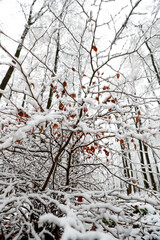 Kleine Pflanzen und Bäume leiden unter dem Gewicht von Schnee Schneelast