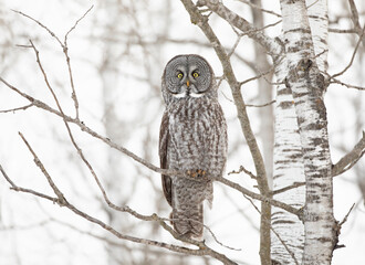 Great grey owl isolated on white background perched on a branch in Canada