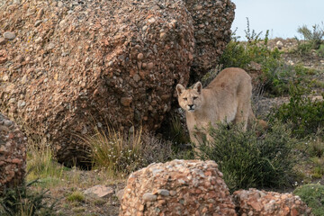 The cougar (Puma concolor) is a large cat of the subfamily Felinae