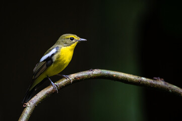Green backed Flycatcher bird on twigs with black background