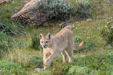 The cougar (Puma concolor) is a large cat of the subfamily Felinae