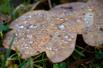 Tautropfen auf Eichenblatt