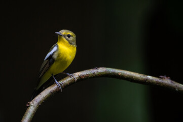 Green backed Flycatcher bird on twigs with black background
