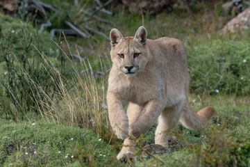 Foto auf Leinwand The cougar (Puma concolor) © Johannes Jensås