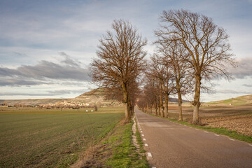 Fototapeta na wymiar Vista di una strada alberata lungo il cammino francese