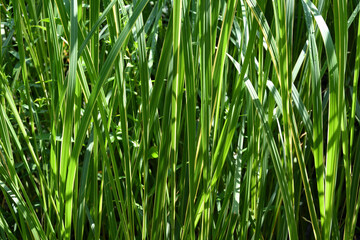 high green grass background.