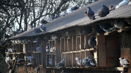 pigeons nest © ignacio