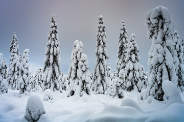 Trees covered by snow. Winter in mountain forest.